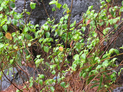 Image of Hawai'i red cranesbill