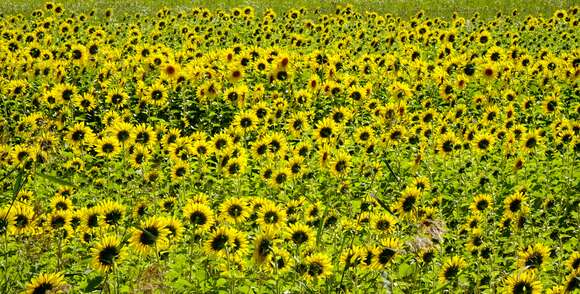 Image of common sunflower