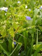 Image of birdeye speedwell