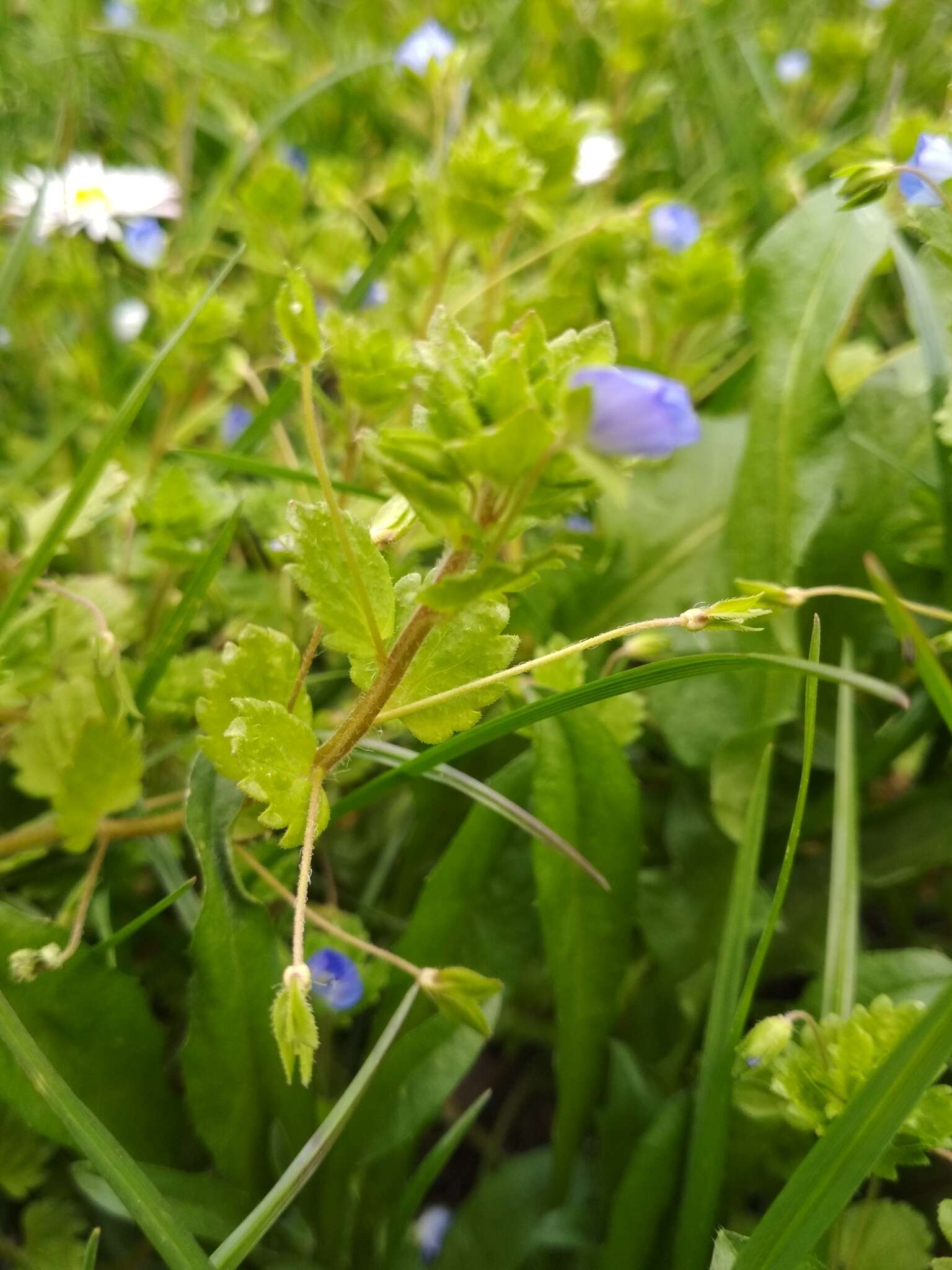 Image of birdeye speedwell