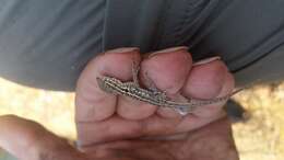 Image of common side-blotched lizard