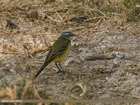 Image of Western Yellow Wagtail