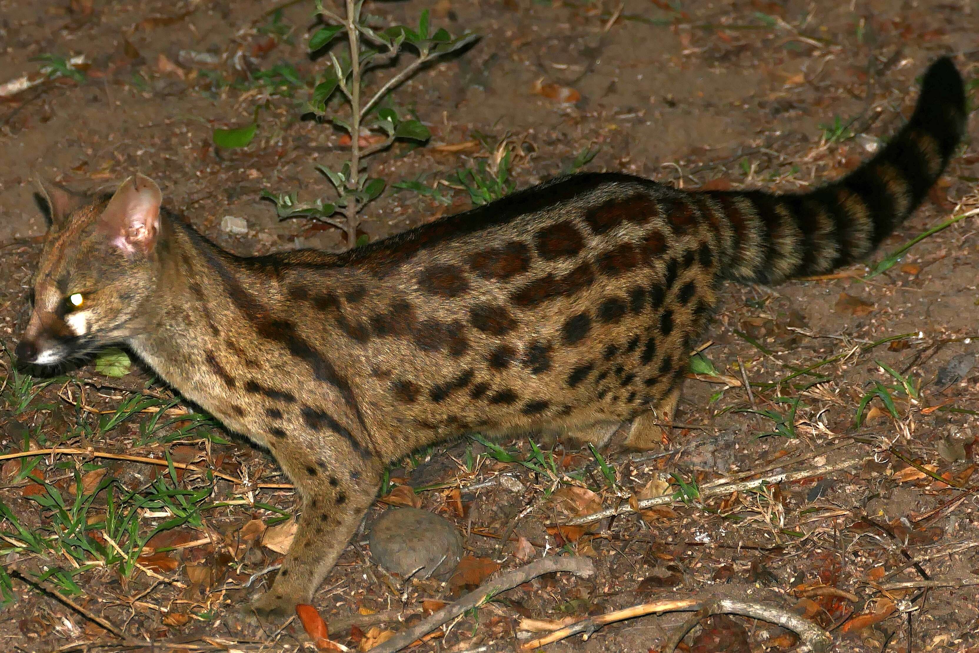 Image of Blotched Genet