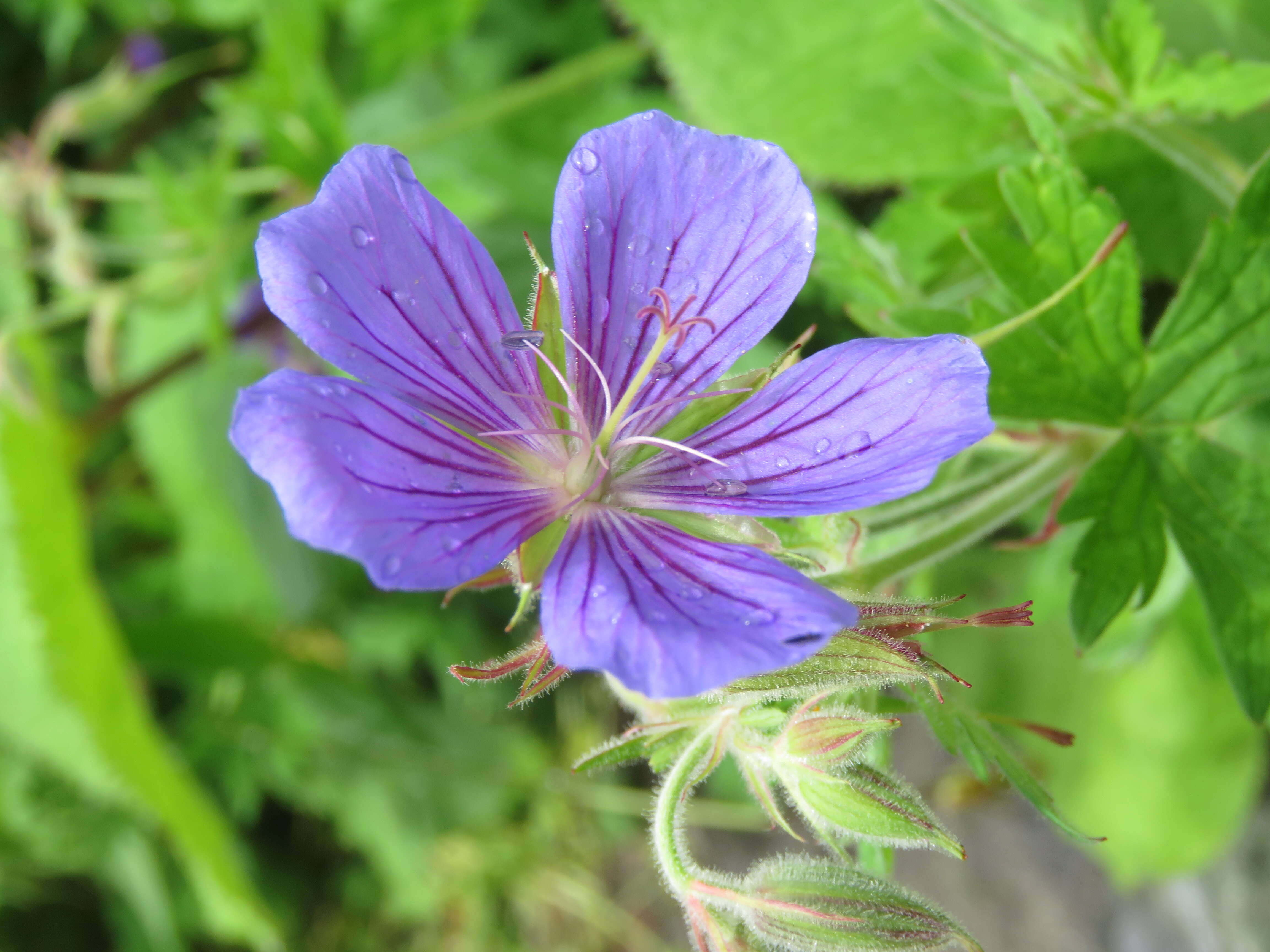 Image of Geranium wallichianum D. Don ex Sweet