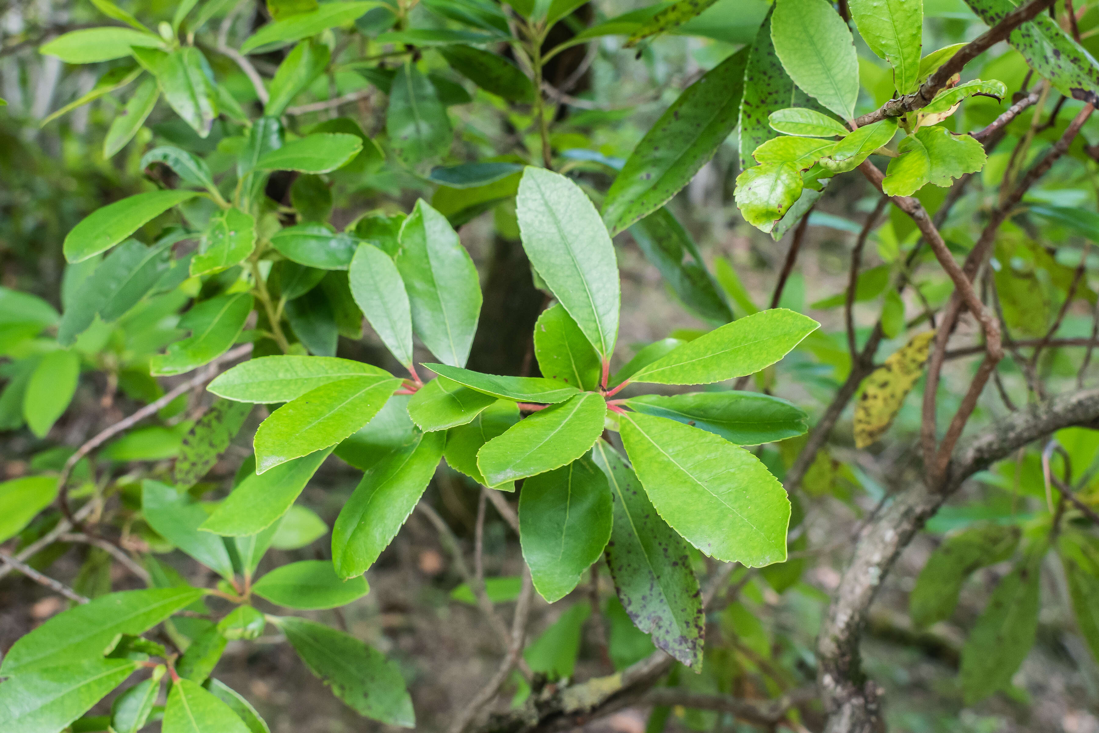 Image of strawberry tree