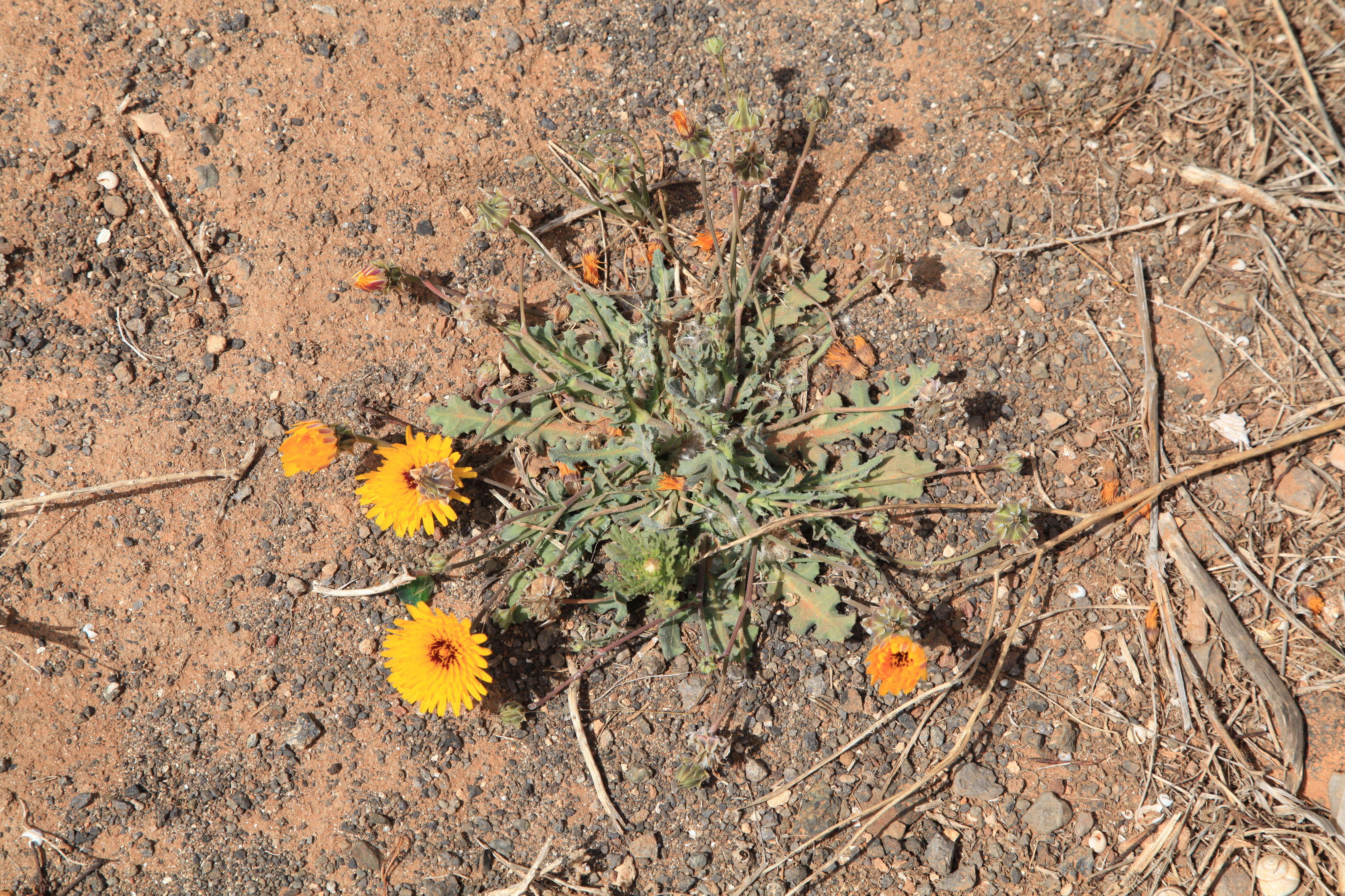 Image of False sowthistle