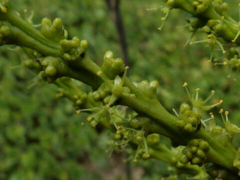 Image of Caryodendron orinocense H. Karst.