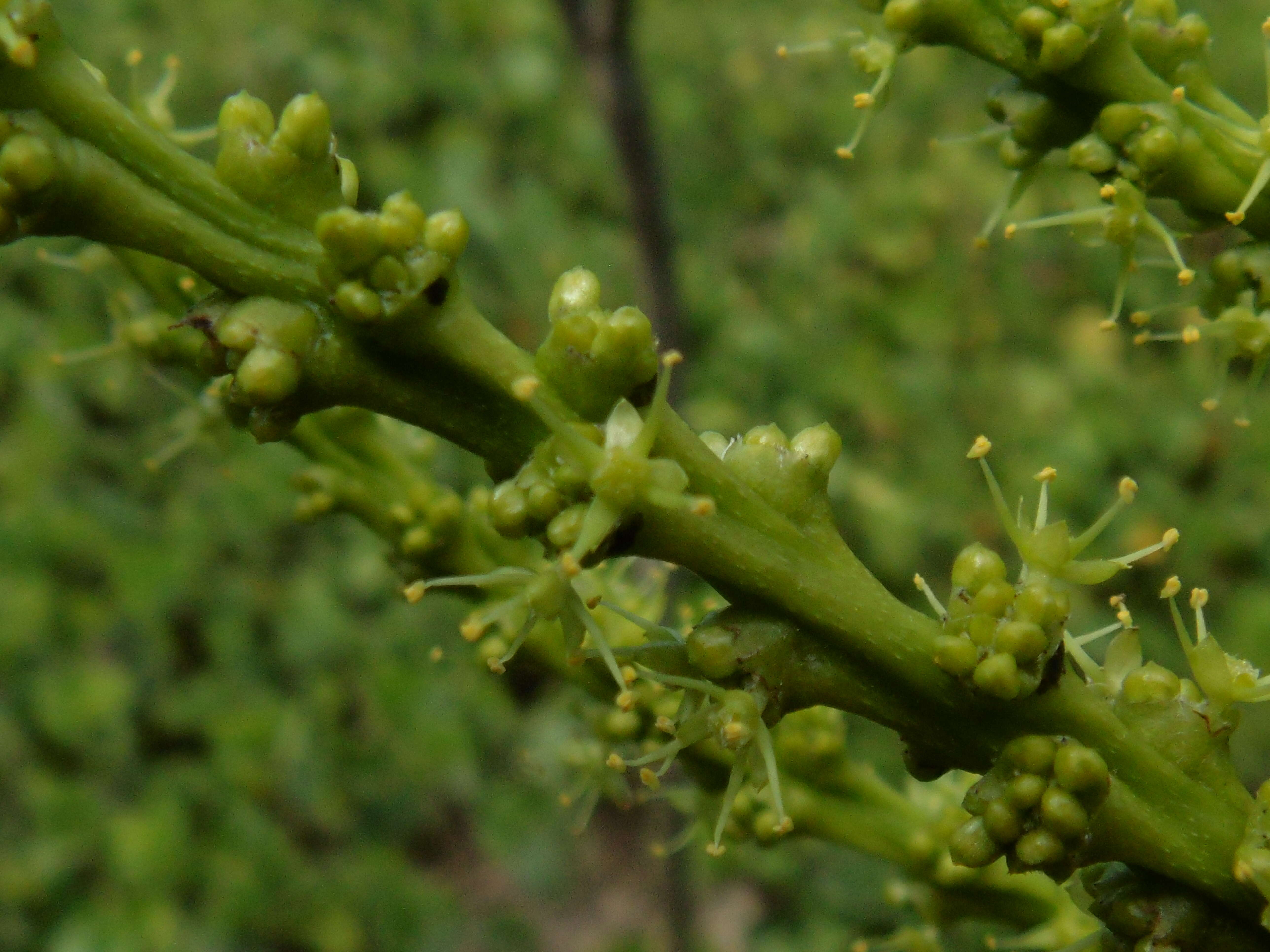 Imagem de Caryodendron orinocense H. Karst.