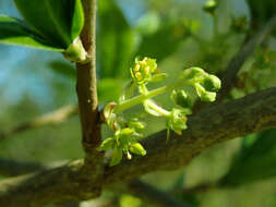 Image of Orixa japonica Thunb.