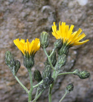 Image of common hawkweed