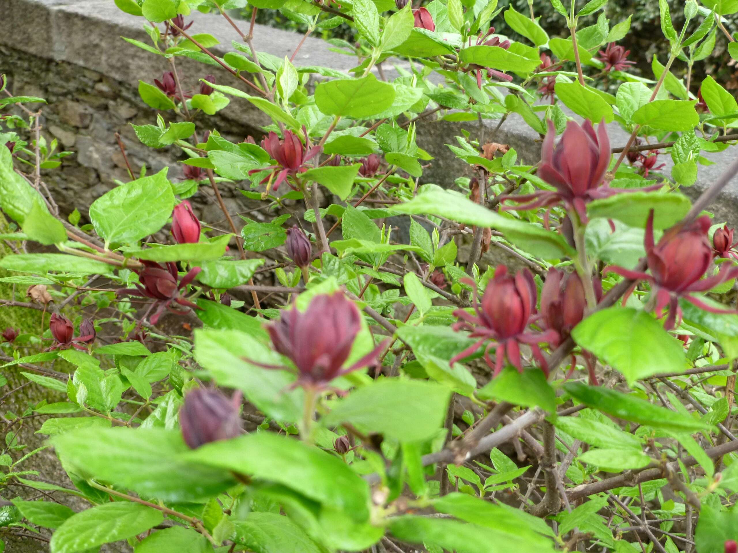 Image de Calycanthus floridus L.