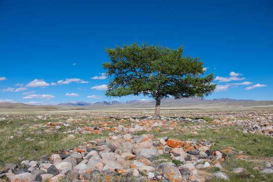 Image of Siberian Larch