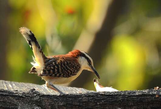 Image of Rufous-backed Wren