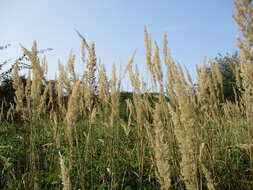 Imagem de Calamagrostis epigejos (L.) Roth