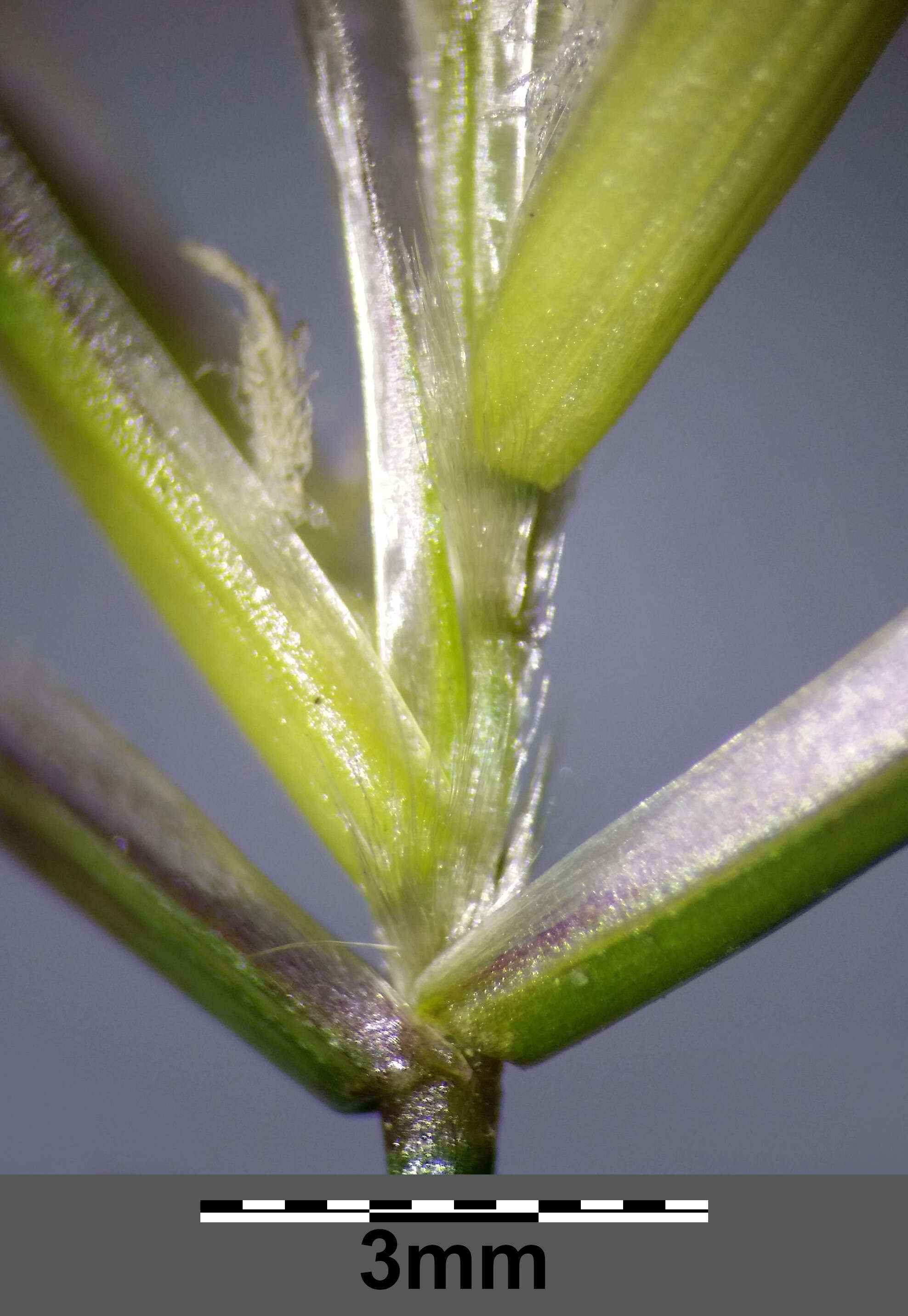 Plancia ëd Helictochloa pratensis (L.) Romero Zarco