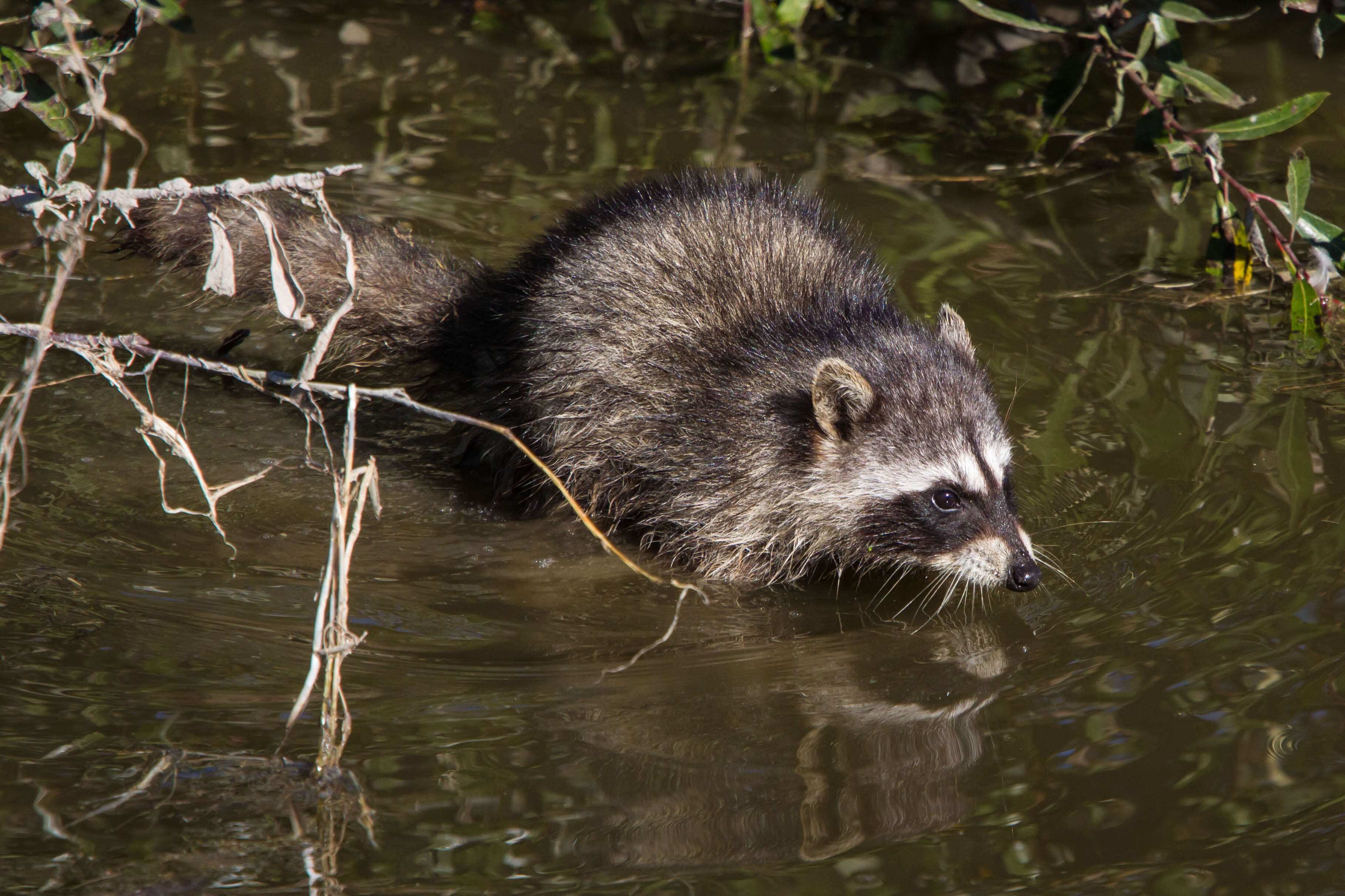 Image of raccoons