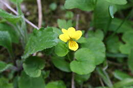 Image of arctic yellow violet