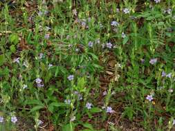 صورة Dyschoriste oblongifolia (Michx.) Kuntze