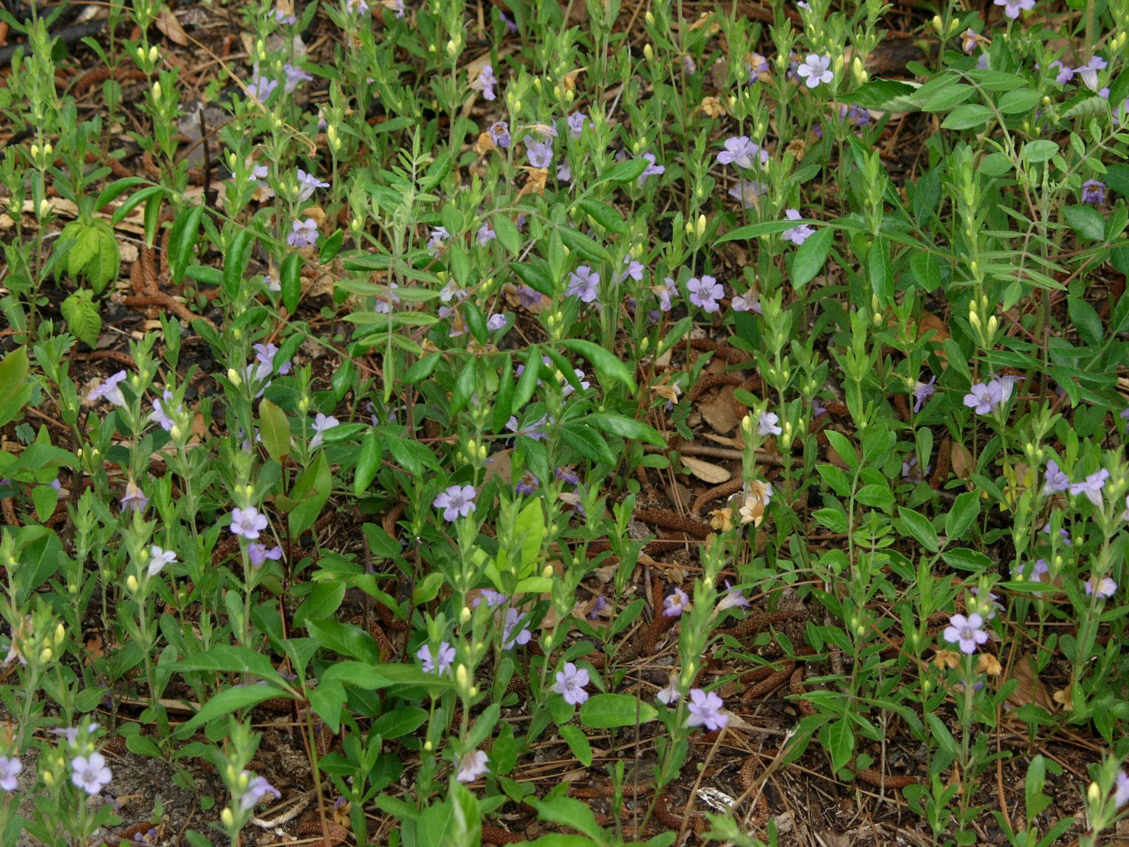 Image of oblongleaf snakeherb