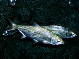 Image of Indo-Pacific Tarpon