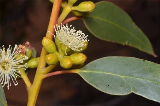 Image de Eucalyptus brachycalyx Blakely