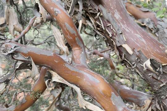 Image of Smooth Arizona Cypress