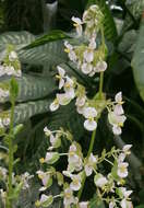 Image of starleaf begonia