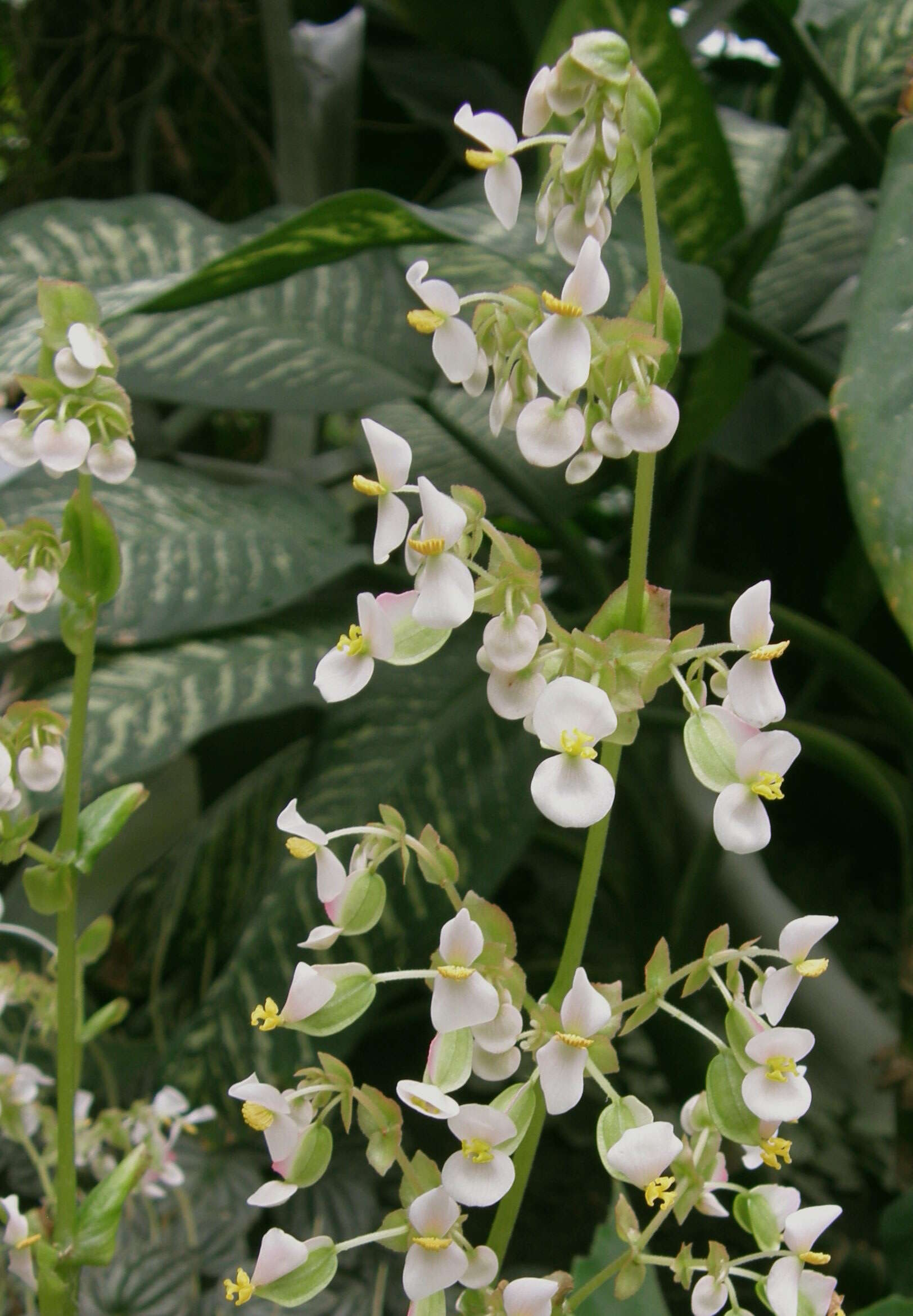 Image of starleaf begonia