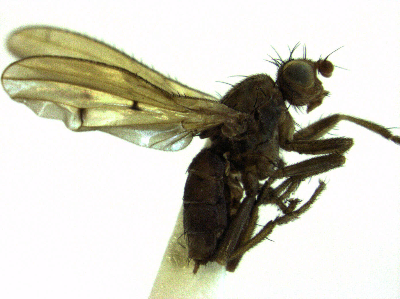 Image of Helosciomyzidae