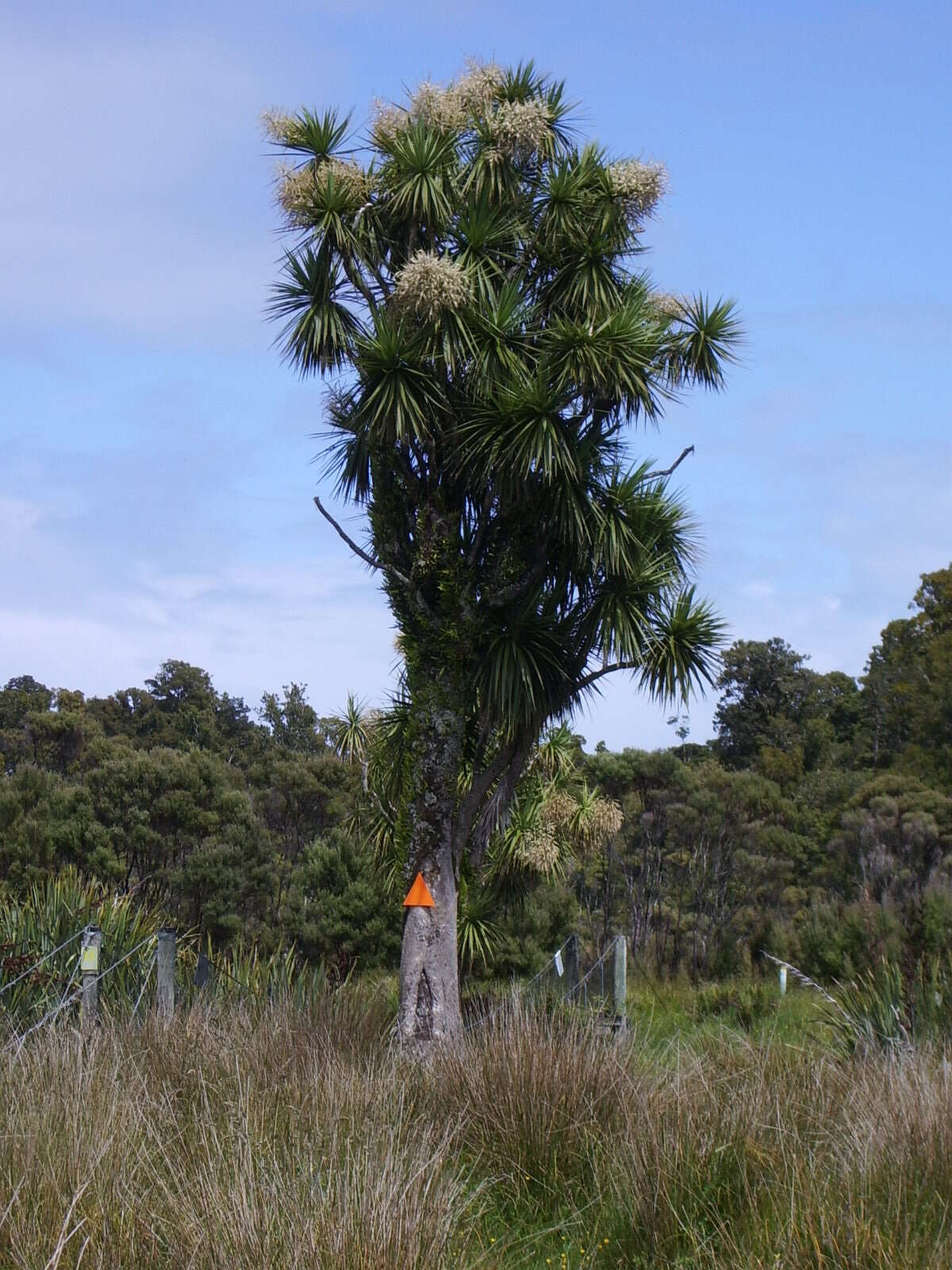 Image of cabbage tree