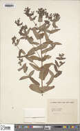 Sivun Hypericum sampsonii Hance kuva