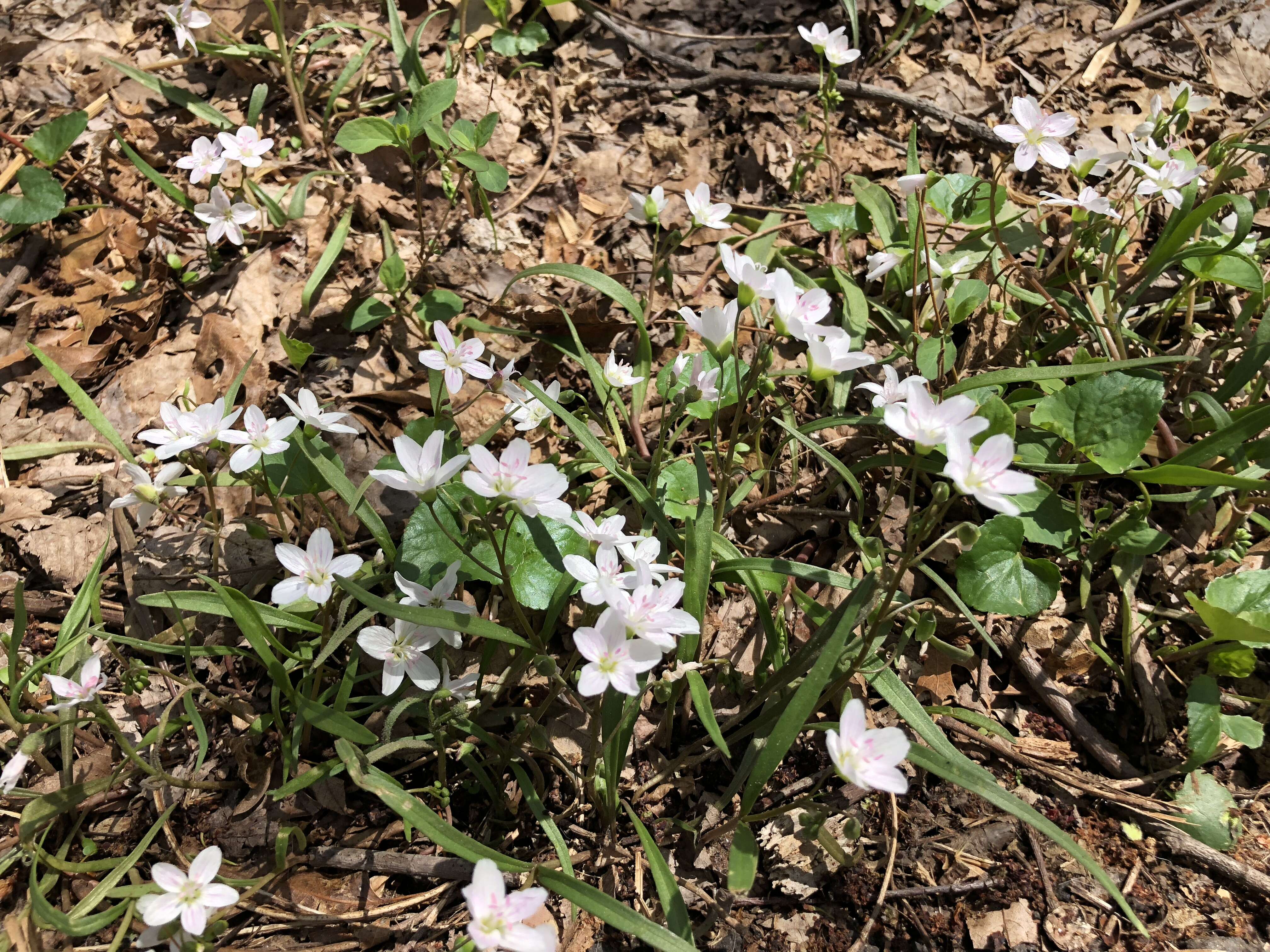 Image of Virginia springbeauty