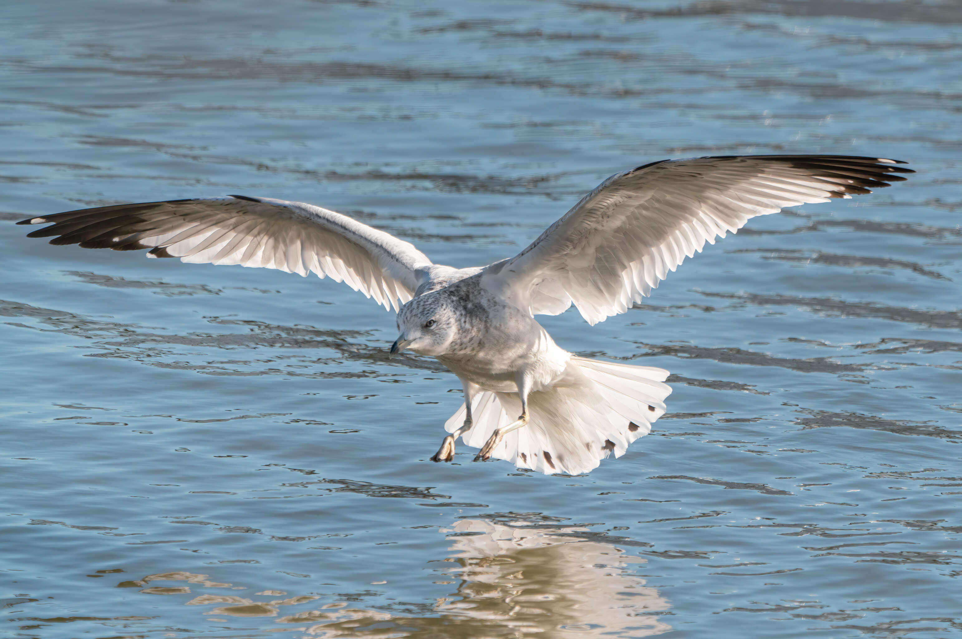 Image of Ring-billed Gull