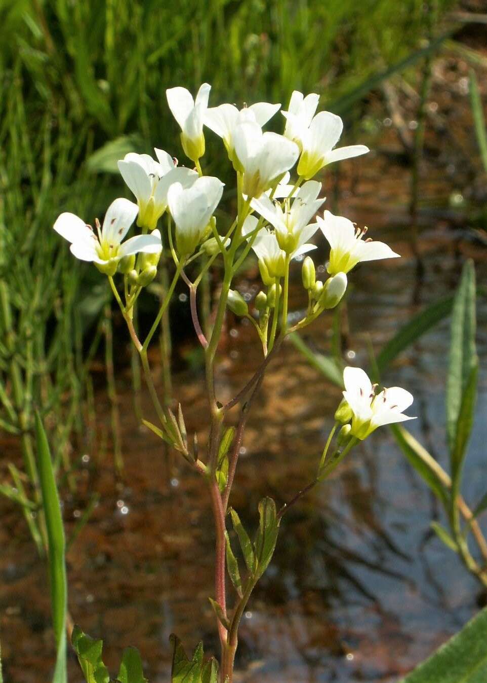 Image of Large Bittercress