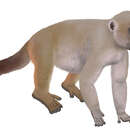 Image of monkey lemurs