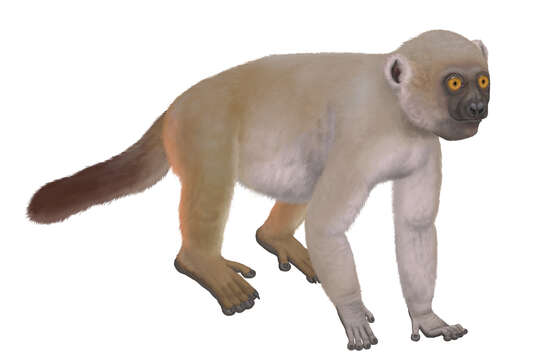 Image of monkey lemurs