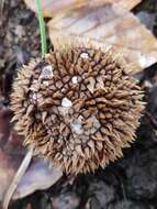 Imagem de Lycoperdon echinatum Pers. 1794