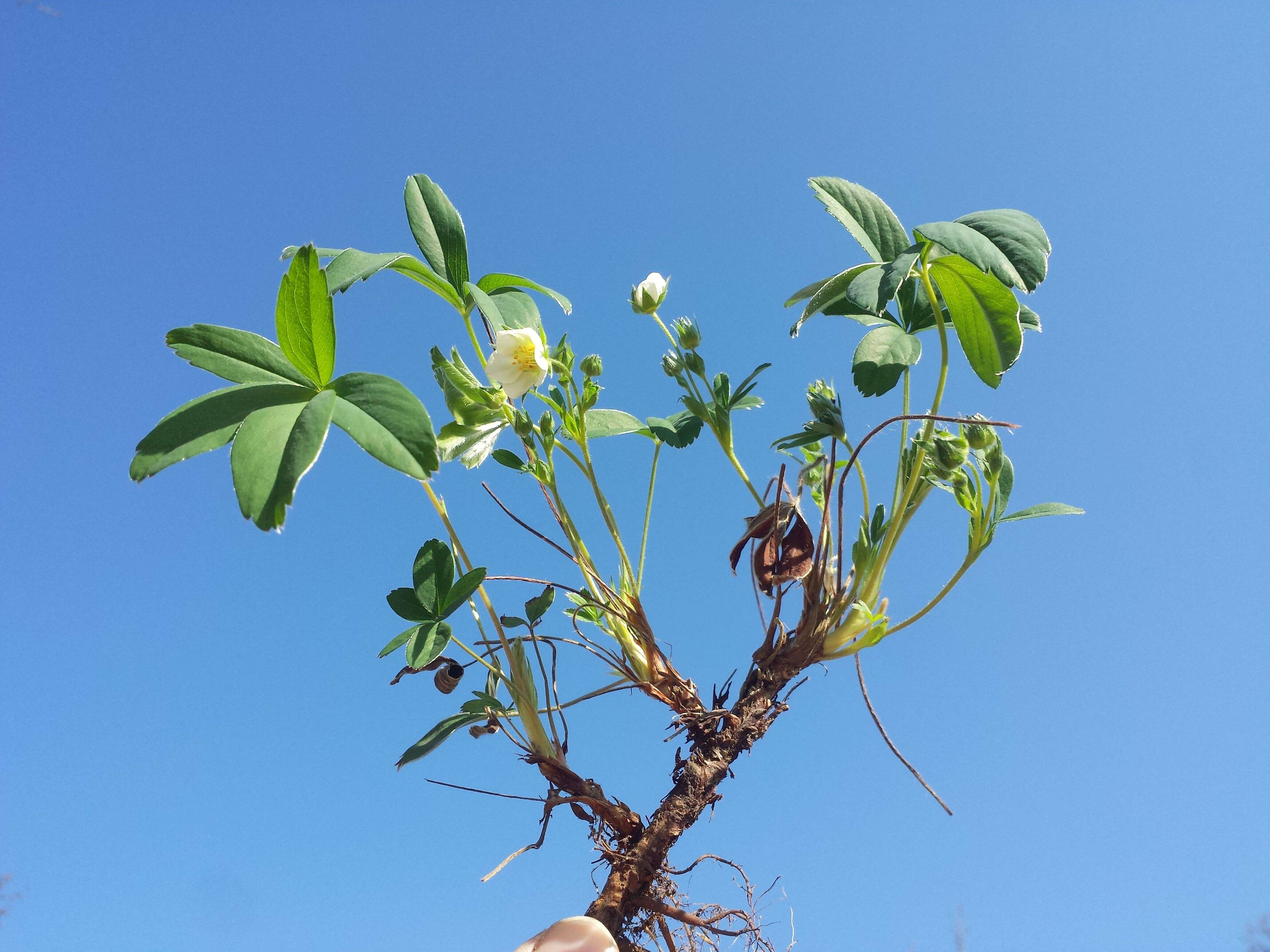 Image of White Cinquefoil