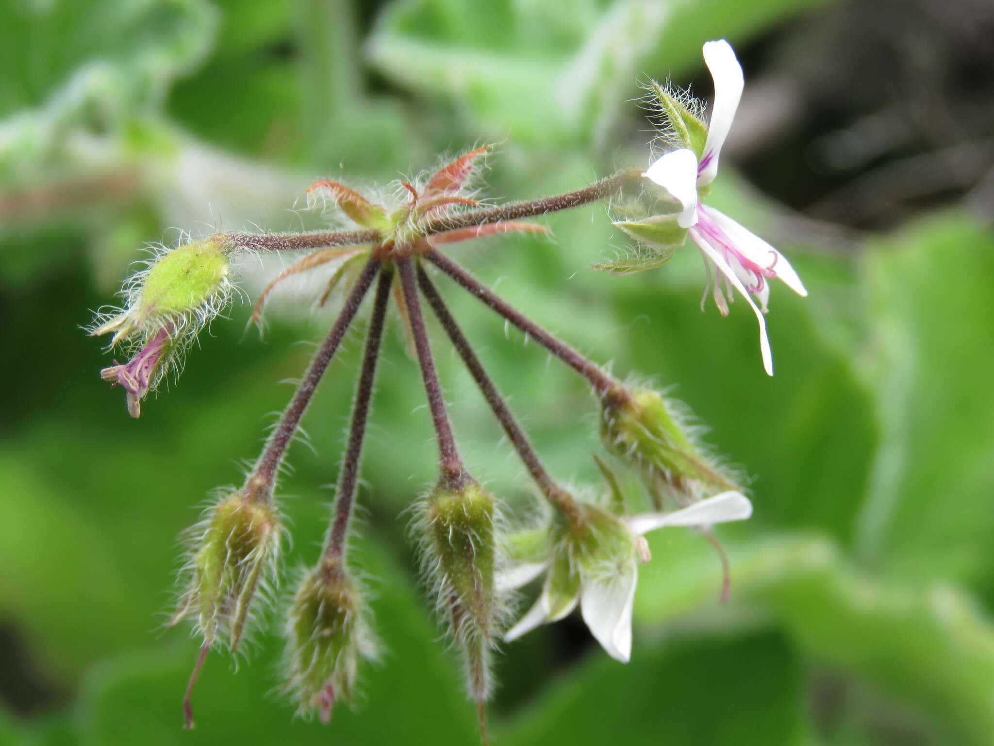 Image of Pelargonium tomentosum Jacq.