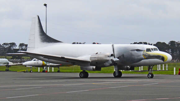 Image of Chatham Albatross