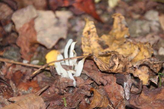 Image of Clavaria fragilis Holmsk. 1790