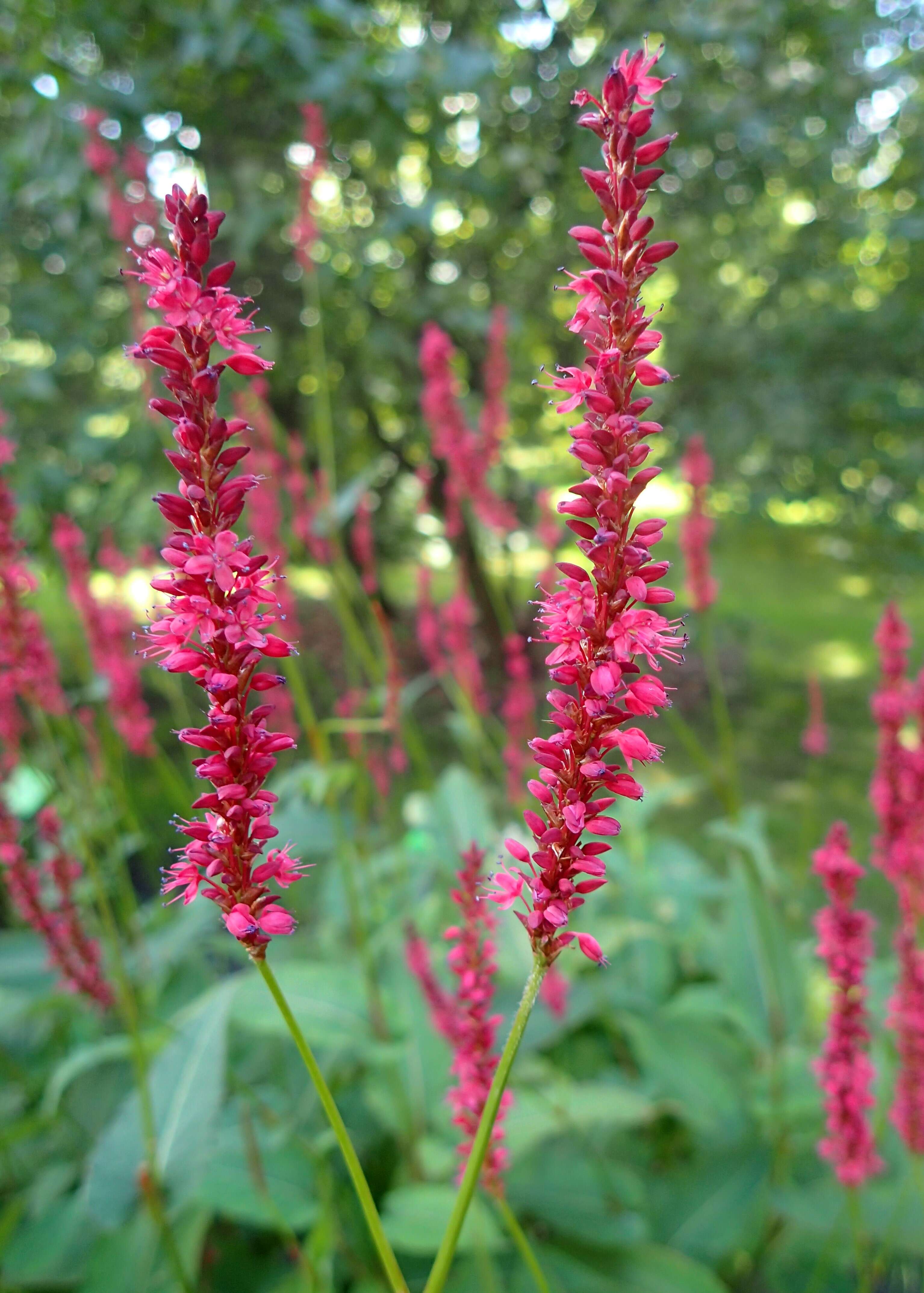 Image of Bistorta amplexicaulis (D. Don) Greene