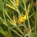 Image of Persoonia curvifolia R. Br.