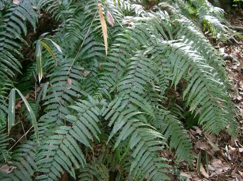 Image of forking fern family