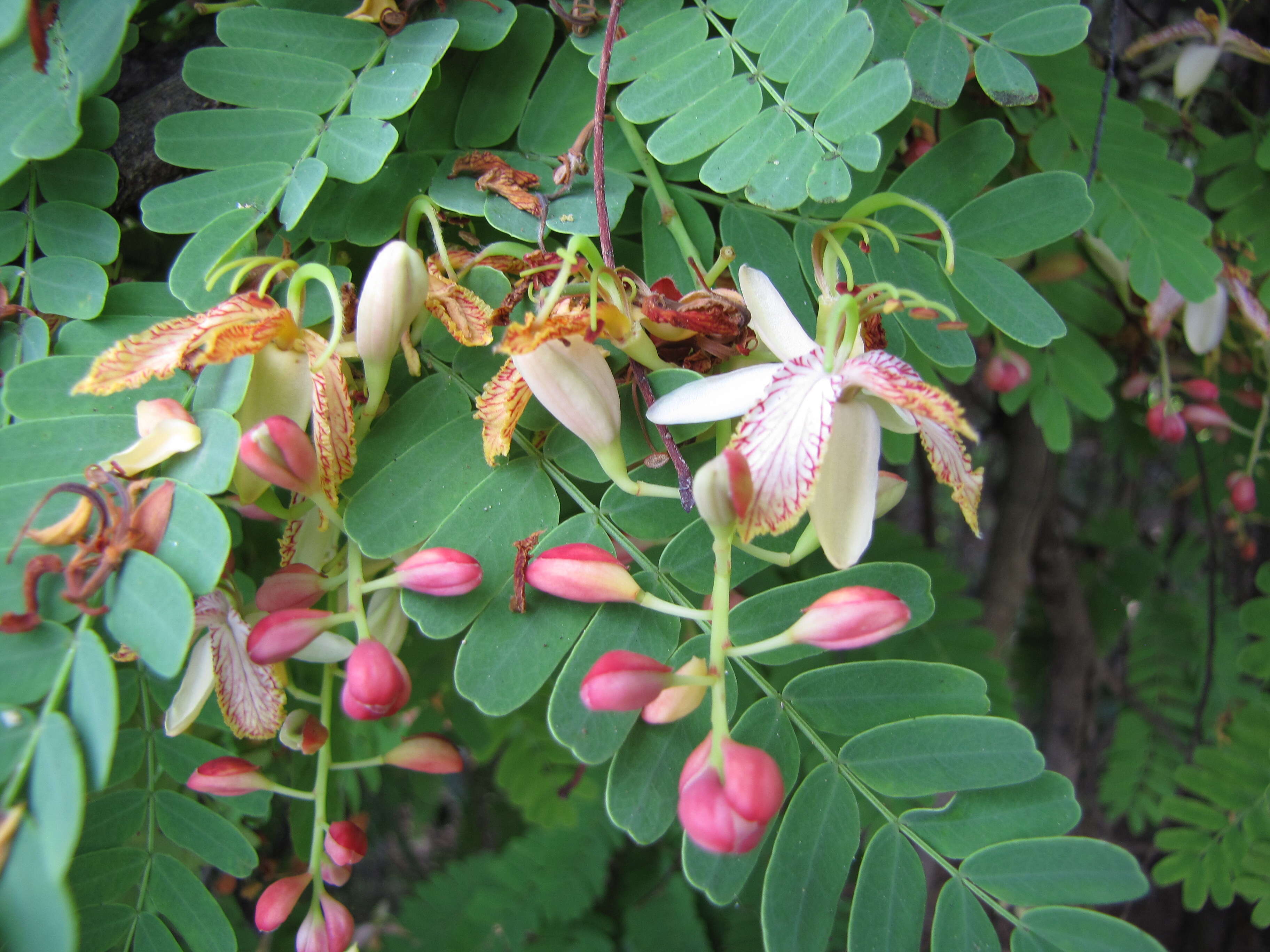 Image of tamarind