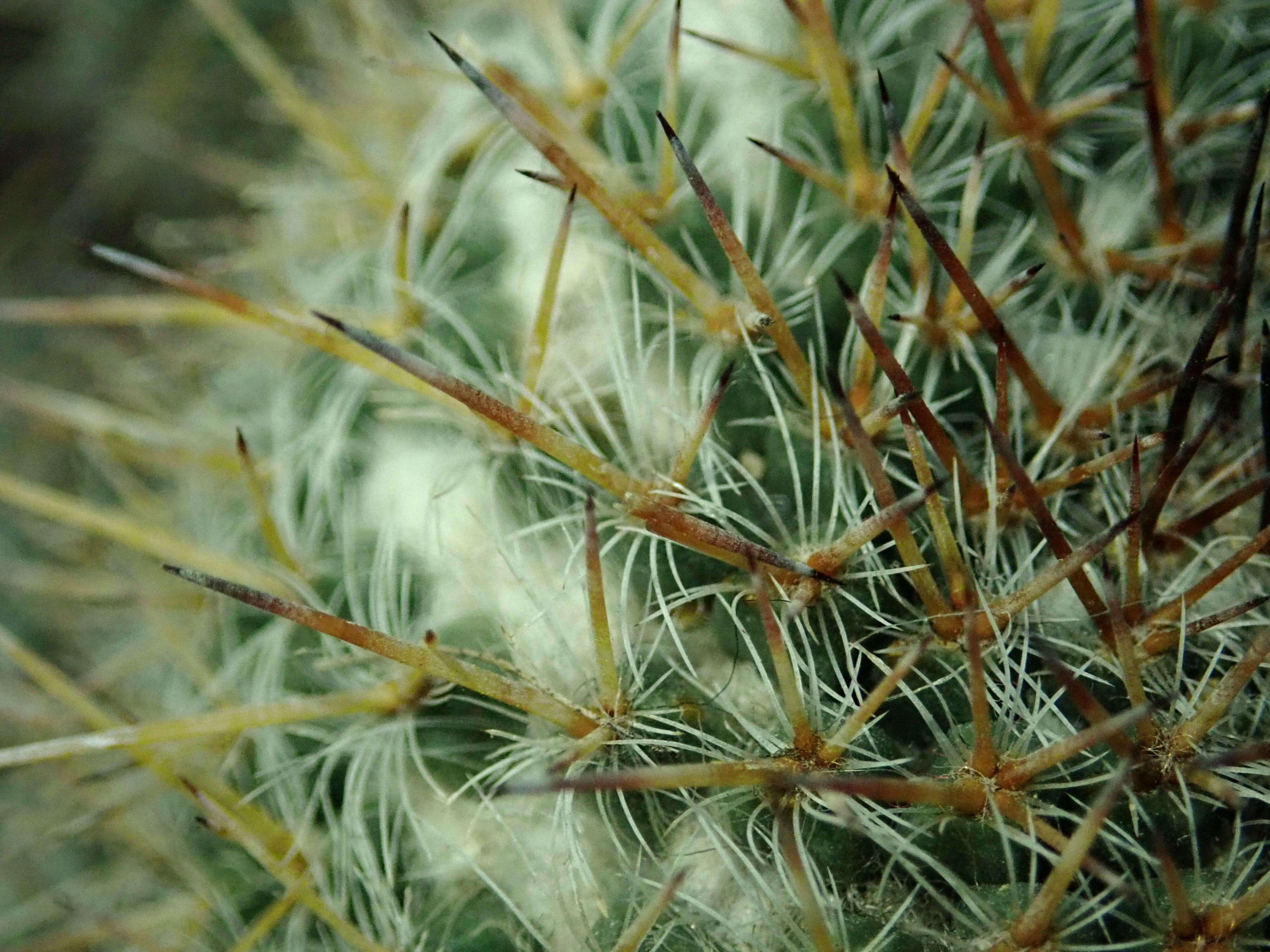 Image of Owl's eye cactus