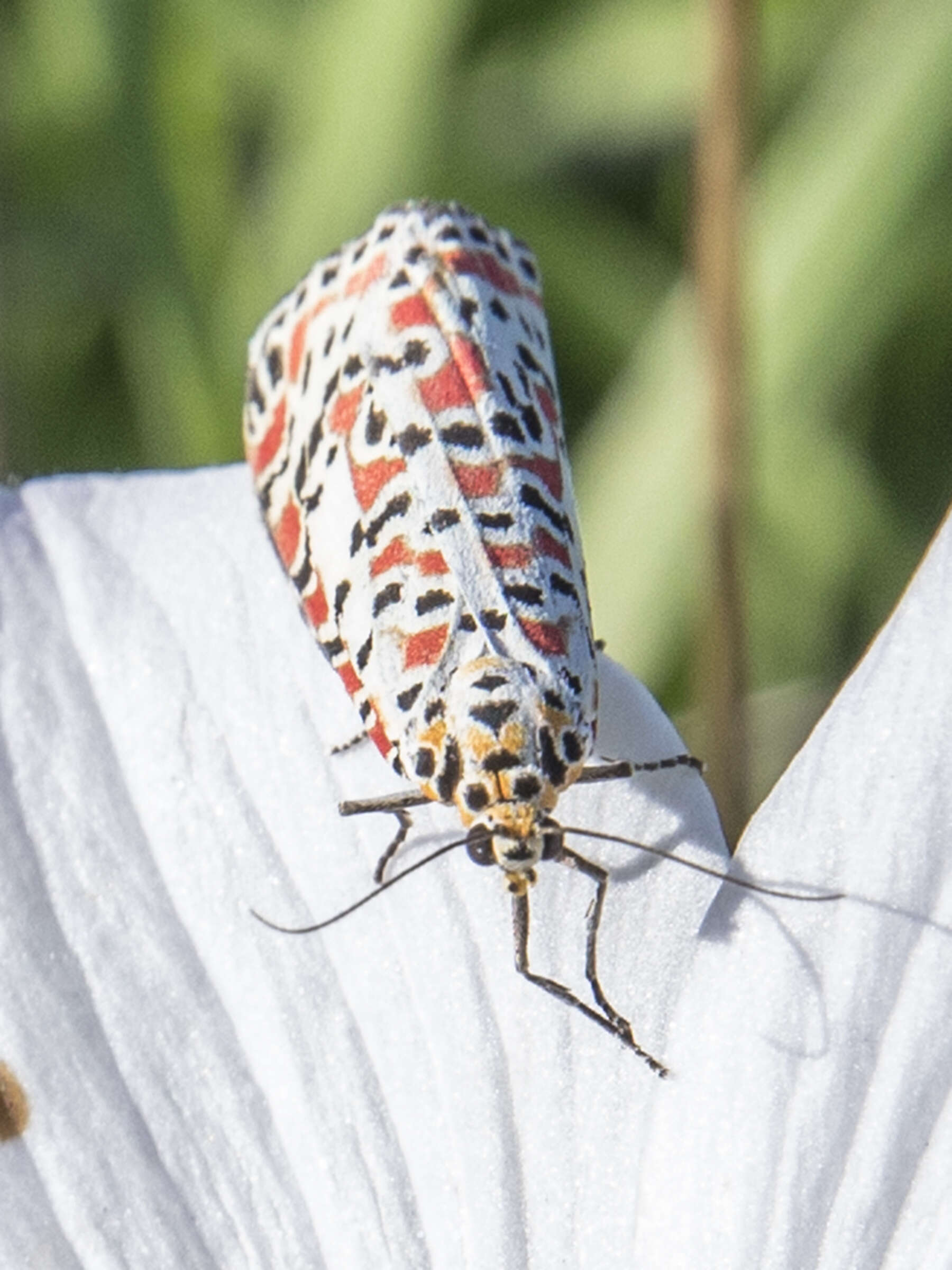 Image of crimson speckled