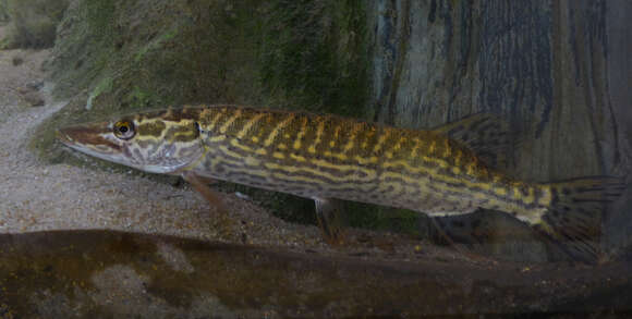 Image of Esox cisalpinus Bianco & Delmastro 2011