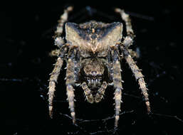 Image of Araneus angulatus Clerck 1757