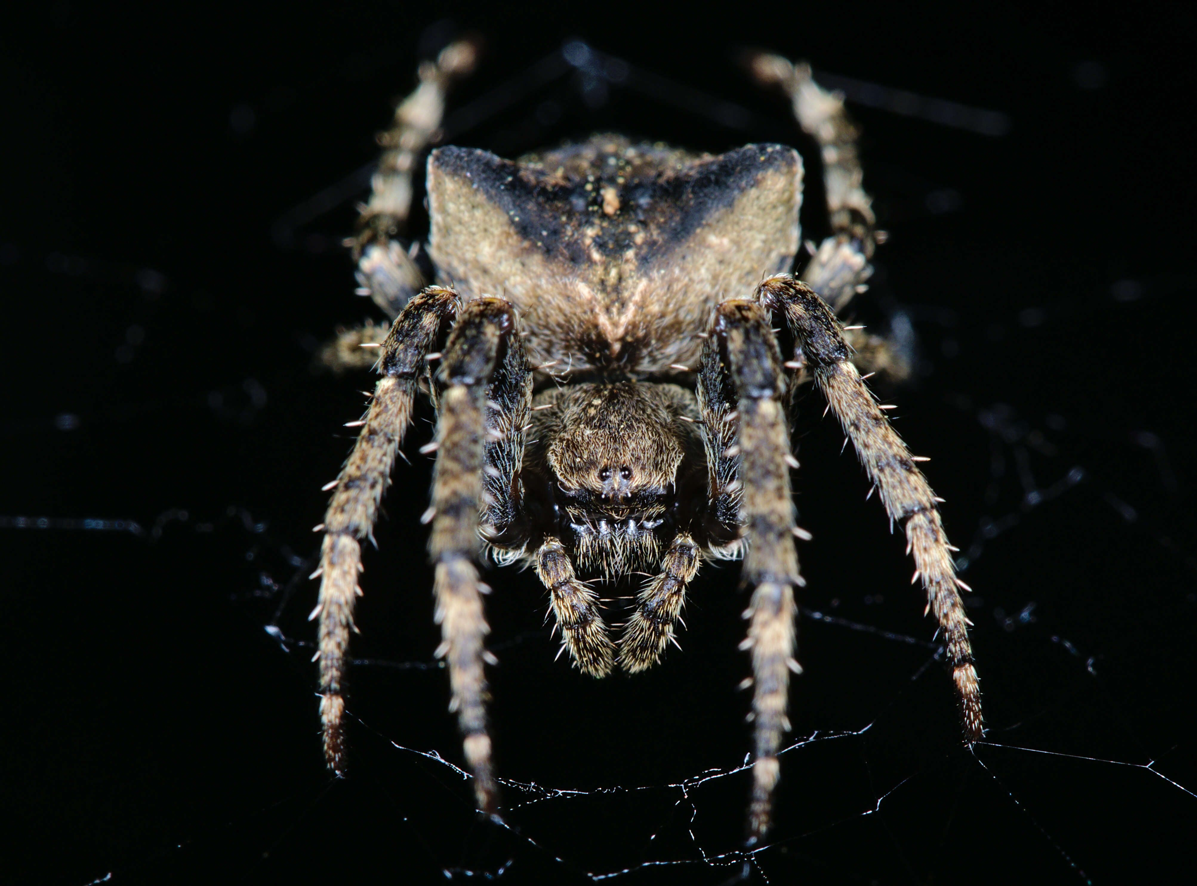 Image of Araneus angulatus Clerck 1757